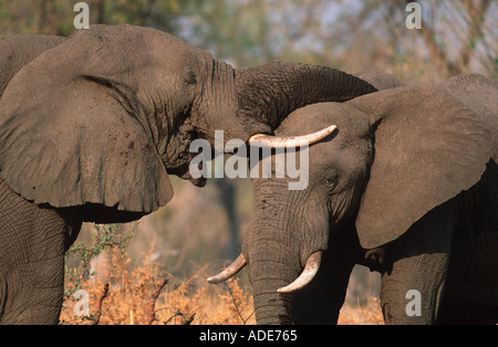 L'éléphant d'Afrique Loxodonta africana de jeunes taureaux jouer la lutte contre l'Afrique Banque D'Images