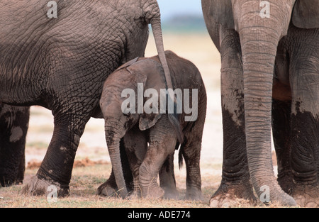 L'éléphant d'Afrique Loxodonta africana composé d'animaux de reproduction des femelles et veaux Parc national Amboseli au Kenya Banque D'Images