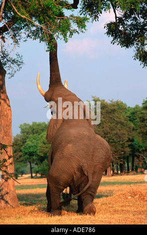 L'éléphant d'Afrique Loxodonta africana atteignant jusqu'à se nourrir sur les branches des arbres des marécages Okovango Botswana Banque D'Images