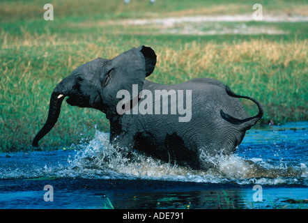 L'éléphant d'Afrique Loxodonta africana Calf panique et l'exécution par l'eau Okovango Botswana Delta Banque D'Images