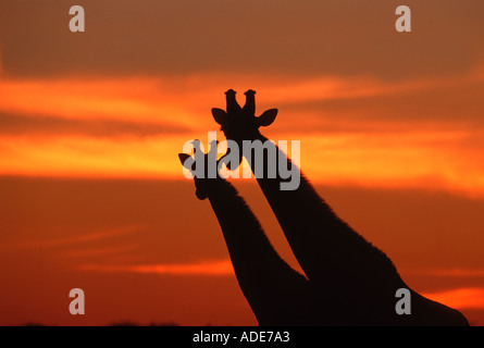 Le sud de Girafe Giraffa camelopardalis subspp en silhouette contre la Namibie Etosha sunset N P Banque D'Images