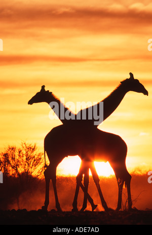 Le sud de Girafe Giraffa camelopardalis subspp en silhouette contre la Namibie Etosha sunset N P Banque D'Images