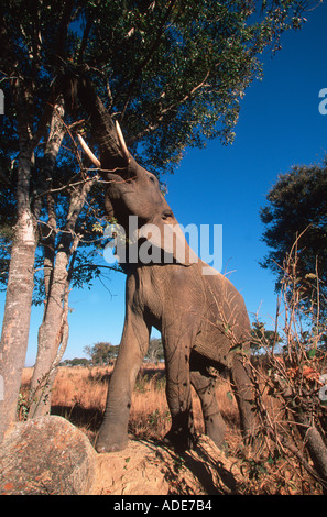 L'éléphant d'Afrique Loxodonta africana atteignant jusqu'à se nourrir sur les branches des arbres du Sud Banque D'Images