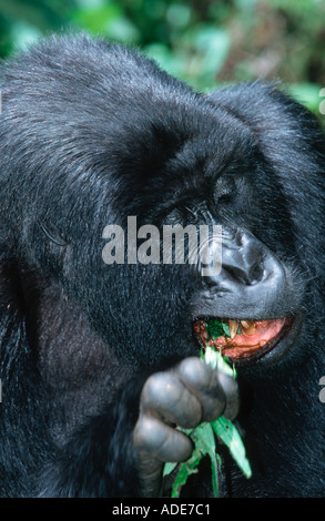 Mountain Gorilla gorilla gorilla beringei quitte les tiges et les fruits sont le principe de distribution des aliments en voie de disparition Le Rwanda Uga Banque D'Images