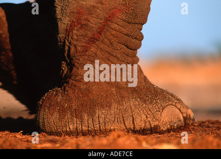 African elephant Loxodonta africana quand le pied est sur la terre la seule splays Namibie Etosha N P Banque D'Images