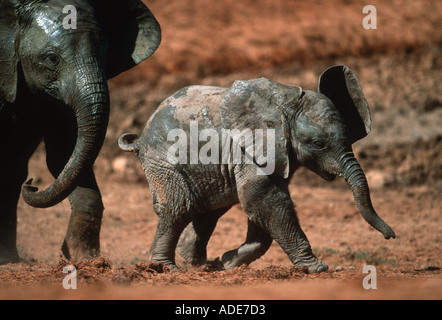 L'éléphant d'Afrique Loxodonta africana jeune veau Addo Elephant National Park, Afrique du Sud Banque D'Images