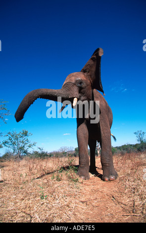 L'éléphant d'Afrique Loxodonta africana tête Sud Banque D'Images