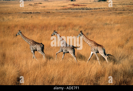 Le sud de Girafe Giraffa camelopardalis subspp vue aérienne Okovango Botswana Delta sud Banque D'Images