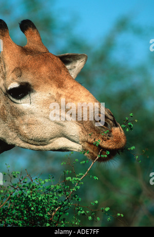 Le sud de Girafe Giraffa camelopardalis parcourt le régime alimentaire est composé majoritairement de feuilles et rameaux broutés fleurs Afric Banque D'Images