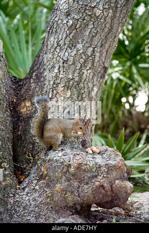 Écureuil gris sitting on tree de manger des arachides Banque D'Images