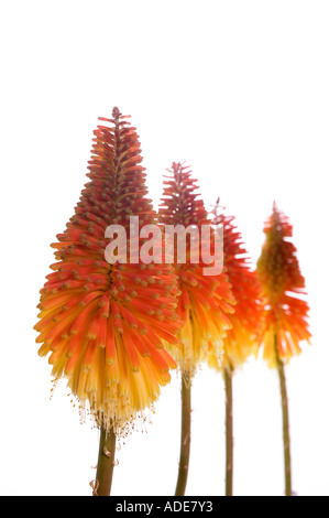 Photographie de stock Kniphofia fleurs. DSC 9344 Banque D'Images