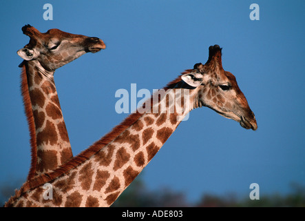 Le sud de Girafe Giraffa camelopardalis hommes combat en balançant têtes à chaque autre Namibie Etosha N P Banque D'Images