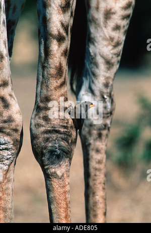 Le sud de Girafe Giraffa camelopardalis avec bec rouge Afrique oxpeckers Banque D'Images