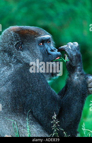 Gorille de plaine de l'Ouest Gorilla gorilla gorilla tiges feuilles sont les principaux fruits tropicaux Rainfores Distribution alimentaire Banque D'Images