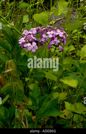 Fleur violette cluster dans Parc national de Cuyahoga Valley Banque D'Images