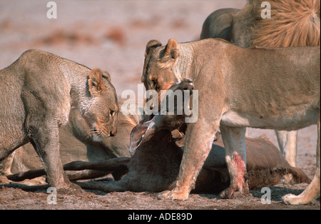Lion Panthera leo fierté se nourrissant de kudu tuer n'Etosha Namibie P Banque D'Images