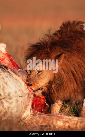 Panthera leo Lion girafe mâle se nourrissant de tuer le Masai Mara N R Kenya Banque D'Images