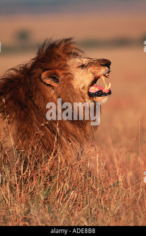 Lion Panthera leo mâle en loi de comportement flehmen où d'autres chat a marqué Masaai Mara National territoire Reserv Banque D'Images