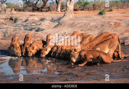 Lion Panthera leo grande fierté de boire l'Afrique Botswana Chobe N P Banque D'Images