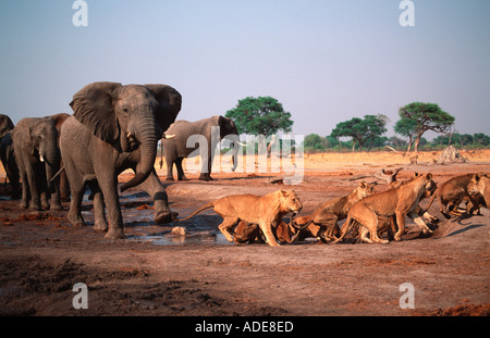 Lion Panthera leo lion éléphant charges bull fierté d'eau Afrique Botswana Chobe N P Banque D'Images