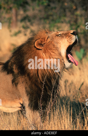 Lion Panthera leo bâillement mâle Sub-saharienne Banque D'Images