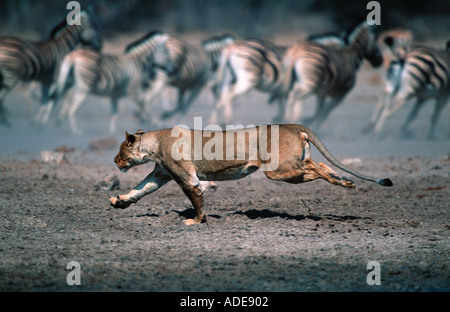 Panthera leo Lion Lionne traque et chasse ses proies N P d'Etosha Namibie Afrique sub-saharienne Banque D'Images