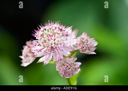 Masterwort Astrantia major grande, Banque D'Images