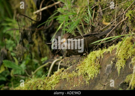 Une femelle Merle noir (Turdus merula) transportant le matériel du nid dans son bec Banque D'Images