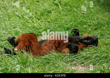 Un Red-Ruffed adultes Lemur (Le Varecia rubra) couchée sur le dos sur l'herbe Banque D'Images