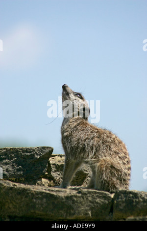 Queue mince Meerkat (Suricata suricatta) le service de sentinelle sur top rock Banque D'Images