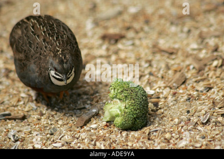 Un mâle caille peinte de Chine (Coturnix chinensis) avec un morceau de brocoli Banque D'Images