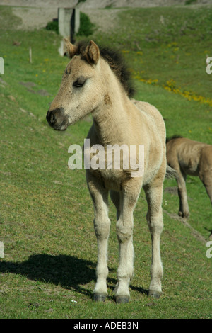 Un petit poulain Konik cheval polonais Banque D'Images