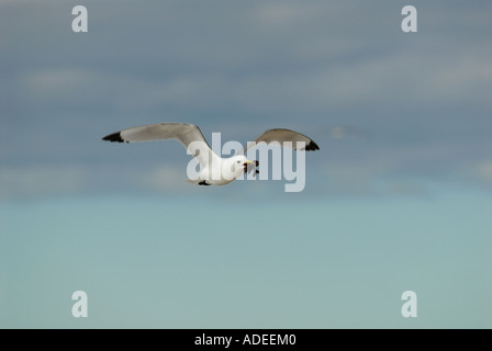 La Mouette tridactyle (Rissa tridactyla) transportant le matériel du nid Banque D'Images