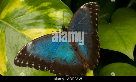 Papillon bleu tropical 'Morpho' peleides sur une feuille panachée Banque D'Images