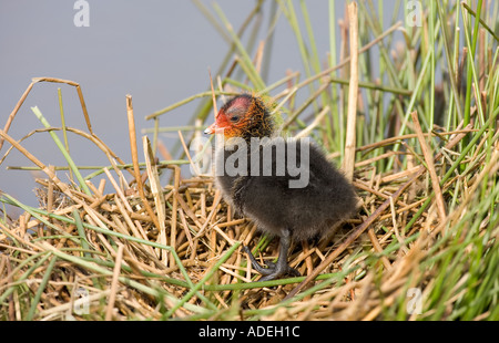 En poussin foulque Fulica nid Banque D'Images