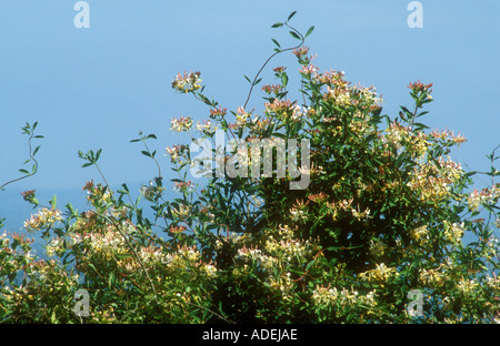 Honeysuckle set against a blue sky Banque D'Images