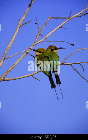 "Rainbow bee eater" en Australie Banque D'Images