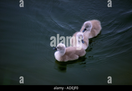 White Swan muet cygnets Long Island New York USA Cygnus olor horizontale Banque D'Images