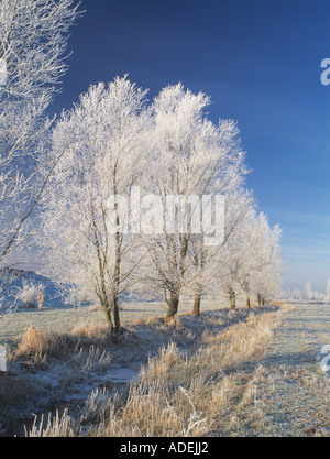 Royaume-Uni. Angleterre. Suffolk. Paysage d'hiver avec des arbres givrés. Banque D'Images