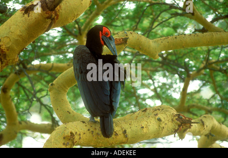 Calao terrestre du sud perché dans l'arbre Banque D'Images