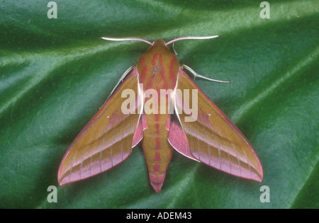 Elephant Hawk moth au repos Norfolk Angleterre Banque D'Images