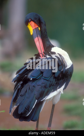 Bec de selle Stork se lisser avec son immense projet de loi Banque D'Images