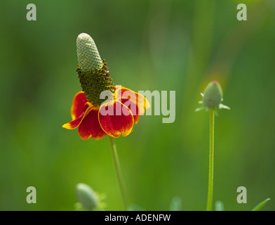 Ratibida columnifera également appelé Mexican Hat et dressées Prairie Coneflower une wildlfower Banque D'Images