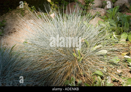 Fétuque bleue Festuca cinerea Blauspatz Poaceae herbe Banque D'Images