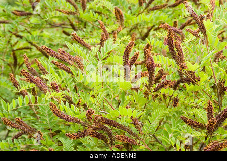 Faux indigo Amorpha fruticosa Leguminosae bush USA Banque D'Images