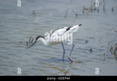 Avocette alimenter en eau peu profonde Banque D'Images