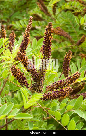 Faux indigo Amorpha fruticosa Leguminosae bush USA Banque D'Images