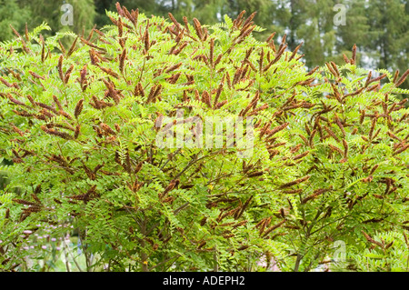 Faux indigo Amorpha fruticosa Leguminosae bush USA Banque D'Images