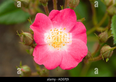 Rose rose vibrante Mozart (Rosa moschata) fleurissant avec un centre blanc et des étamines jaunes. Une variété classique de Rosaceae d'Allemagne, 1937. Banque D'Images
