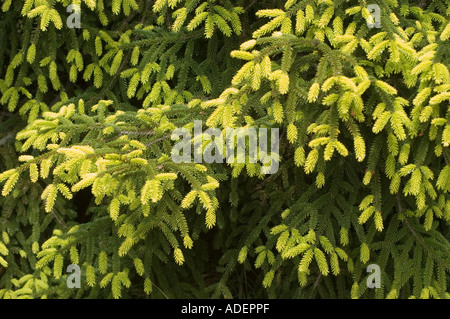Oriental doré Pinaceae pin Picea orientalis Aurea gamme Caucase Asie Banque D'Images